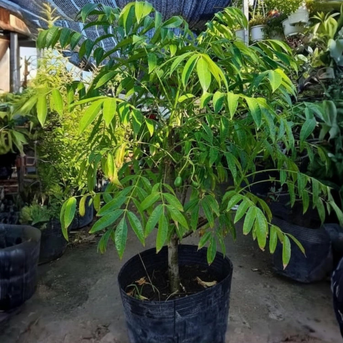 June Plum Tree in 3 Gallon Pot, Tropical Fruit Tree for Home Garden, 2-3 Ft Well-Rooted June Plum Plant in Pot