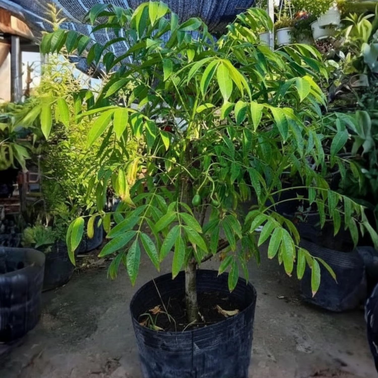 June Plum Tree in 3 Gallon Pot, Tropical Fruit Tree for Home Garden, 2-3 Ft Well-Rooted June Plum Plant in Pot