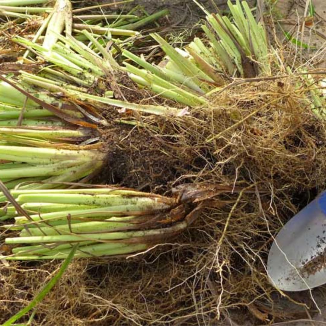 10 Lemon Grass Live Plants Stalks 5-9” Tall, Fragrant Herb Lemongrass Plants Live for Outdoor Spring Planting,Hardy Culinary Herb Zones 9-11