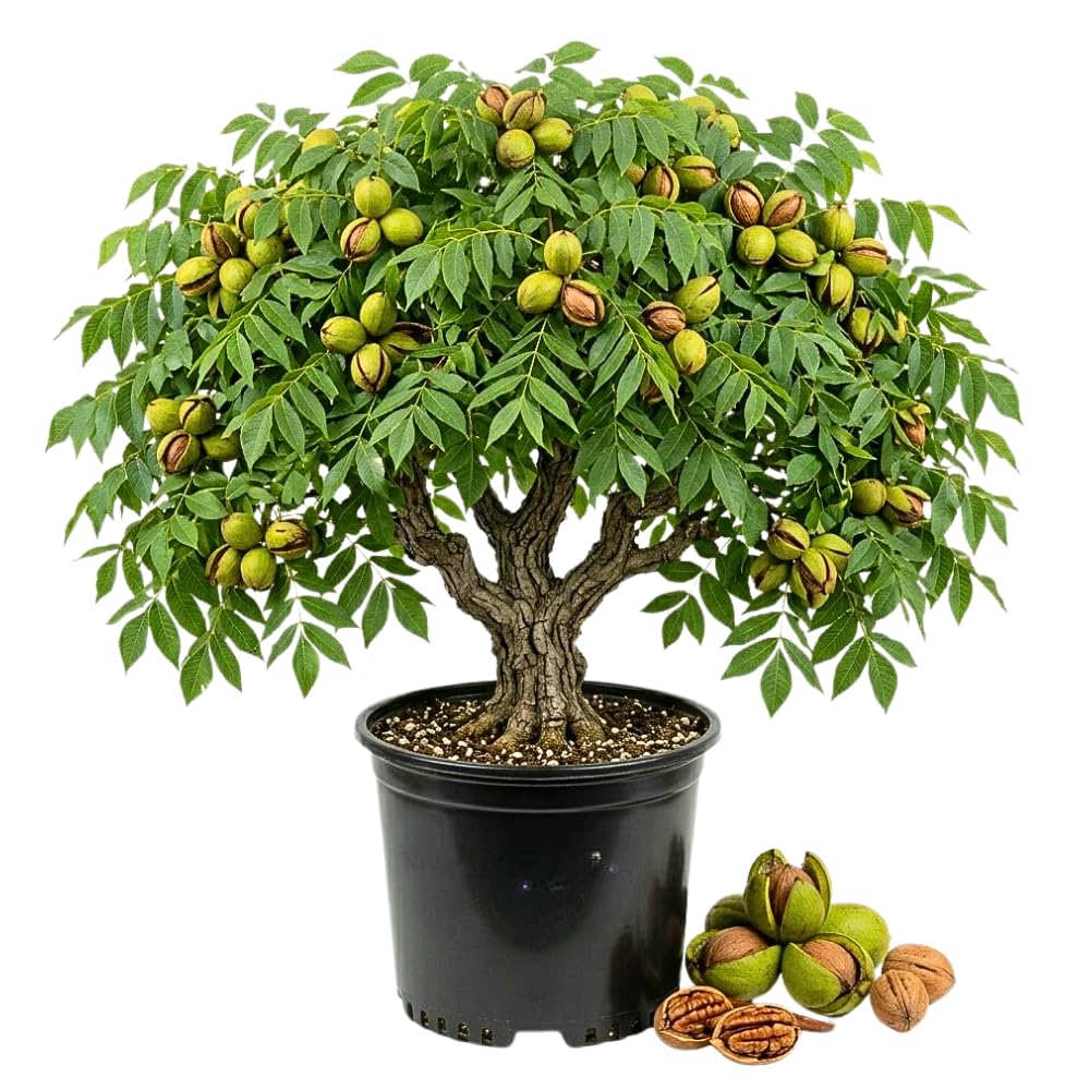 Hickory Tree Live Plant, Hickory Live Plant 1 to 2 Feet Tall in Pot, Sweet Nut Tree, Hardy Outdoor Garden