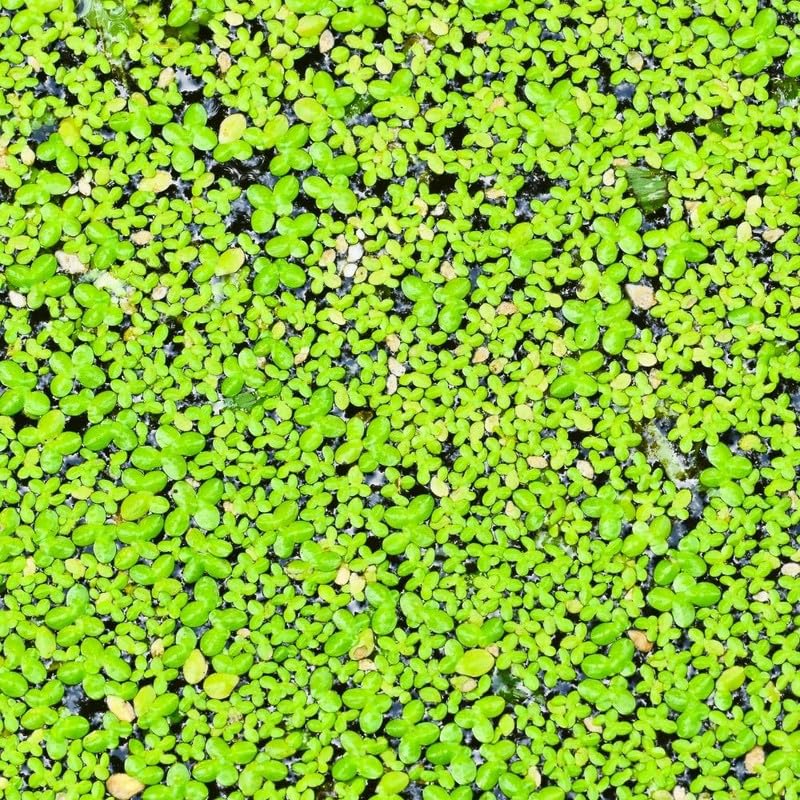 4000 Duckweed Plants, Green Duckweed Floating Aquarium Plants