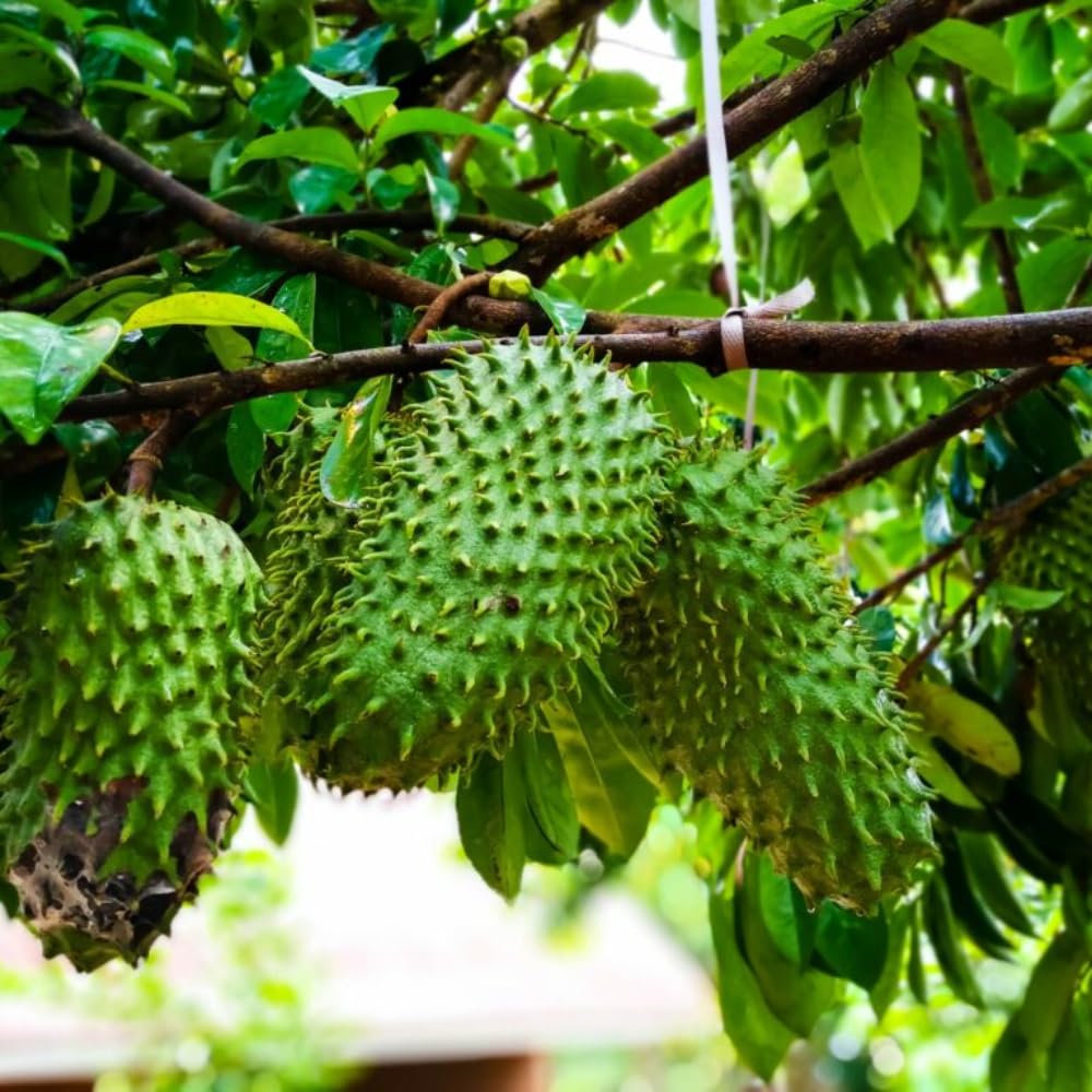 Soursop Tree Plant Live 2-3 Feet Tall, Tropical Soursop Trees in 3 Gallon Pot, Container and Outdoor Growing, Easy Care, High Yield