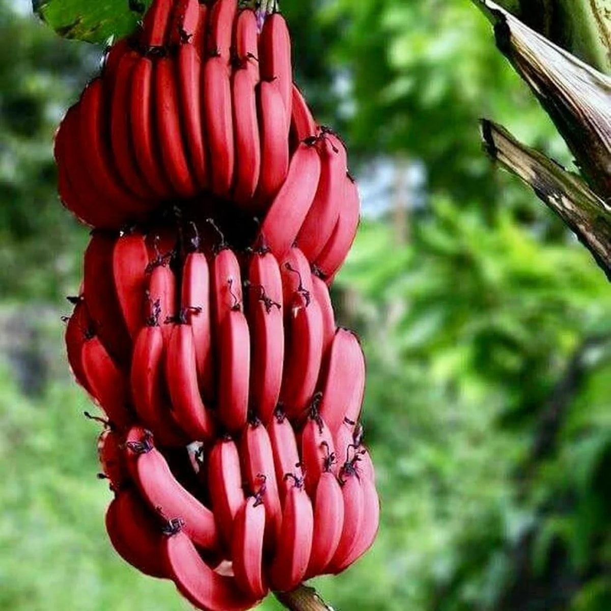 Rare Banana Tree Live Plant, 4-8" Tall, Banana Plant Live Well Rooted, Cold Hardy Tropical Banana Fruit Seedling (Red Banana Plant)