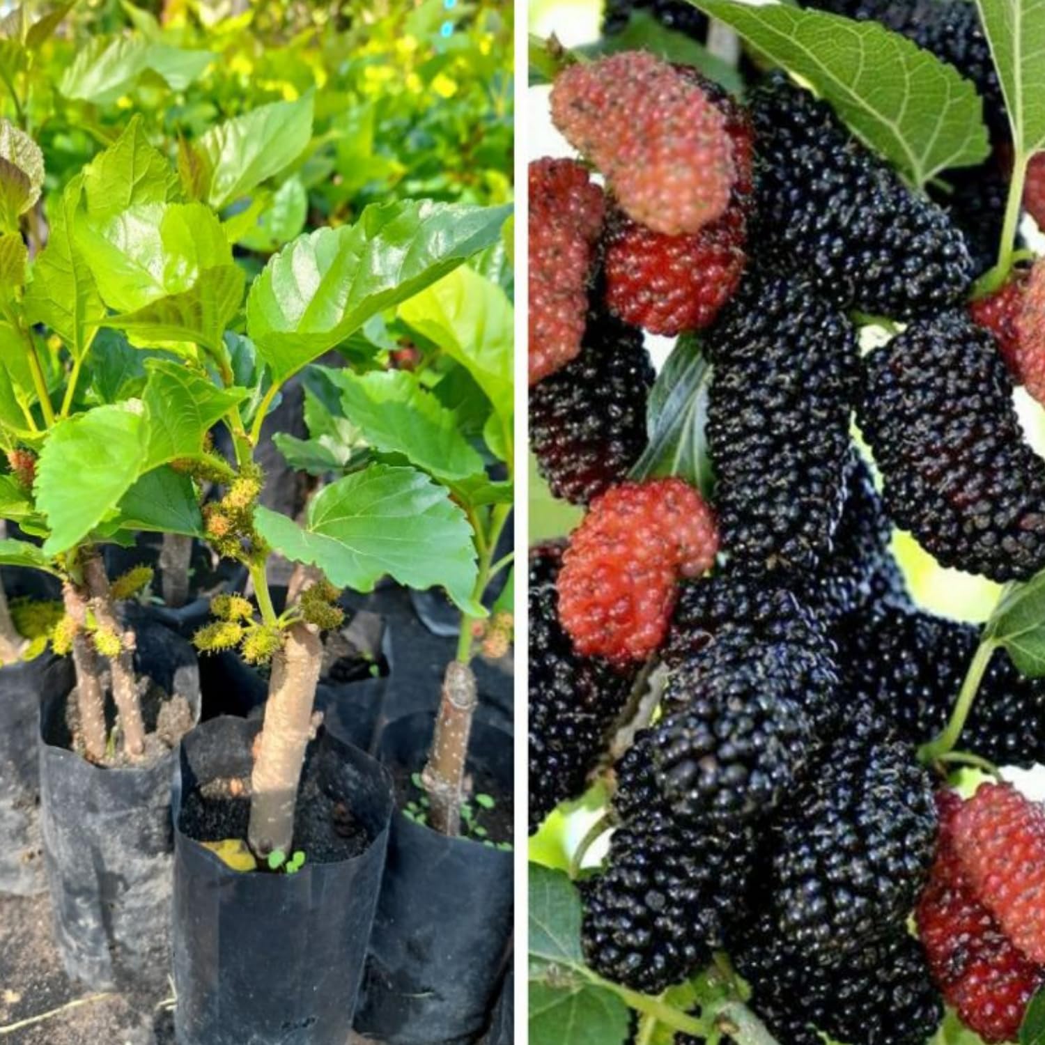 Sweet Illinois Mulberry Tree Live Plant, Hardy Well Rooted 4-8'' Tall, Mulberry Fruit Tree for Indoor Outdoor Spring Planting Mulberries
