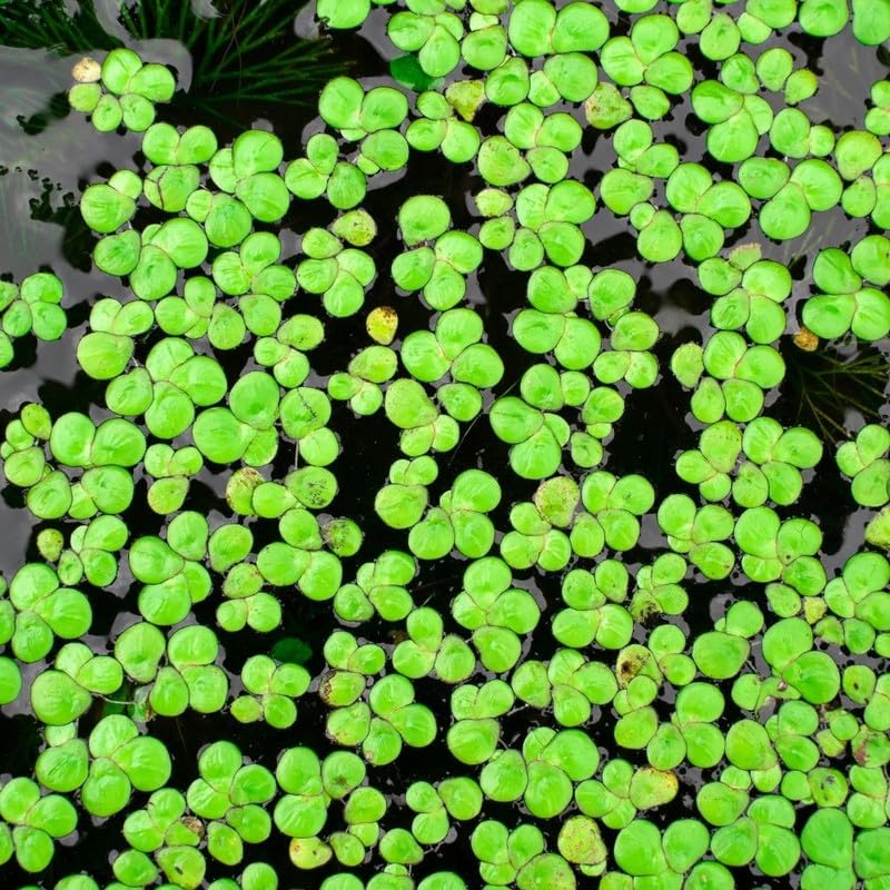 2000 Live Duckweed Plants - Freshwater Floating Aquarium Plant