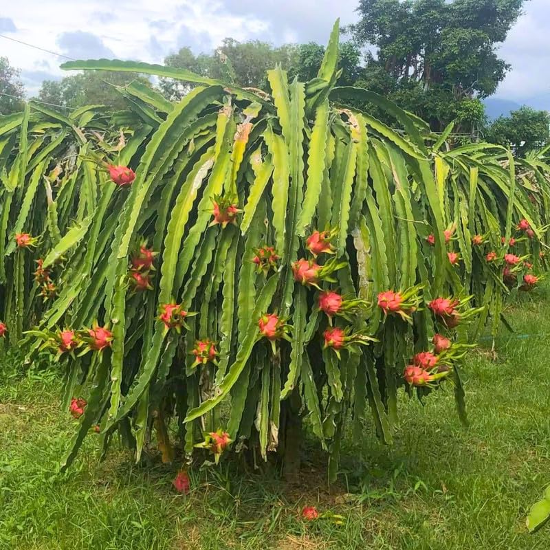 Set 2 Sweet White Dragon Fruit Plant 1 ft Tall, Live Dragon Fruit Tree in Pot, Fruit Tree for Your Garden