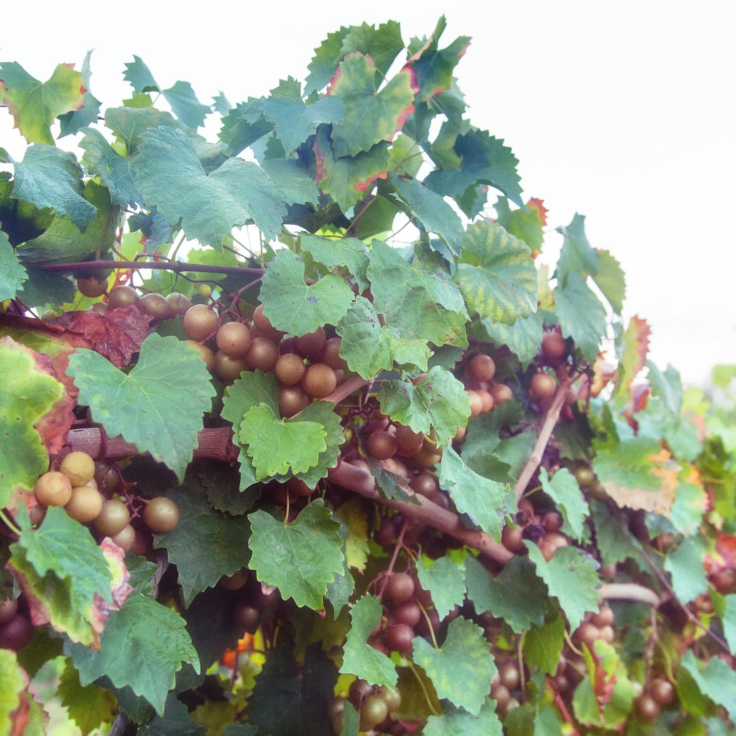 Muscadine Grape Plant Live, Hardy Fruit Grape Climbing Vine for Backyard, 20-24 Inches Tall in Gallon Pot, Outdoor Planting, No Ship to CA
