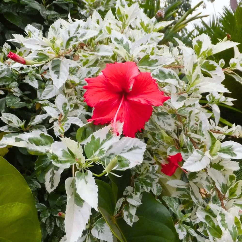 Hibiscus Plant Live, Clump of 8-12 Inch Tall, Hardy Hibiscus Tree Live Plant, Hibiscus Flowers Plant (Snow Queen Hibiscus)