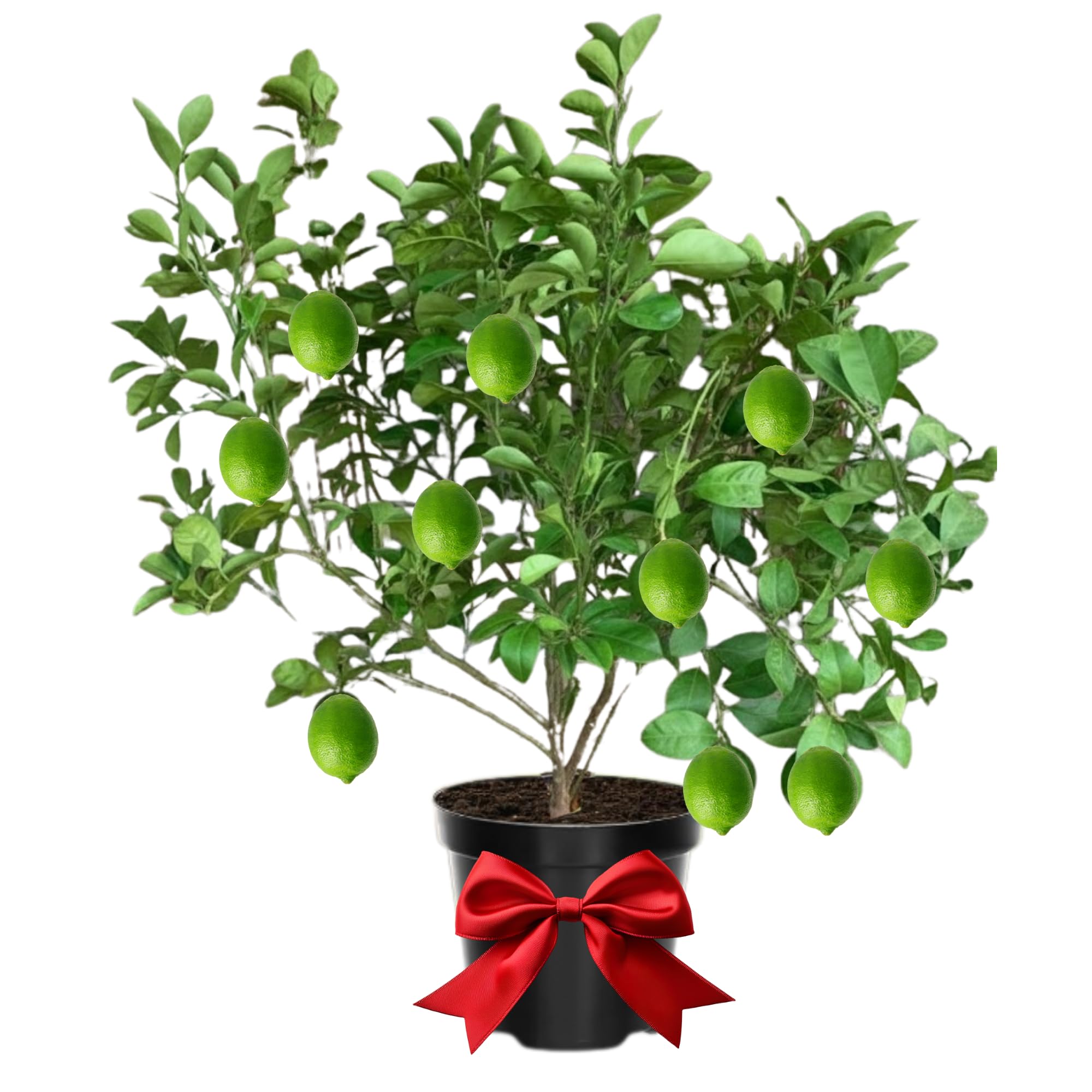 Thai Lime Tree Live Plant, 3 Years Old Cold Hardy Citrus in 3 Gallon Pot, Fragrant Green Lemon Citrus Trees, Already Fruit-Bearing