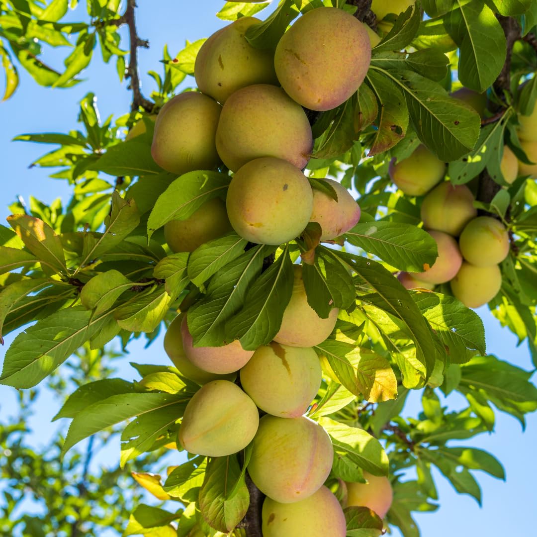Live Red Purple Plum Tree, Sweet Fruit Tree, Grafted Plum, 3 Feet Tall in 3 Gallon Pot, Ready for Growing, No Ship to CA