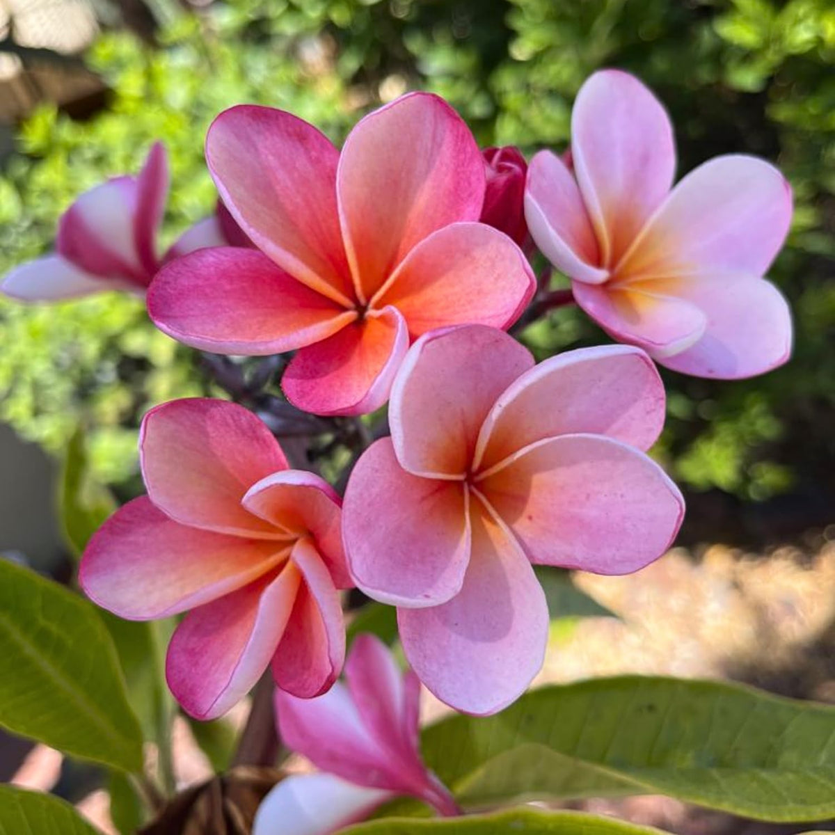 2 Plumeria Cuttings, Plumeria Frangipani Cutting for Planting Outdoor, Hardy, Fragrant Flowering Plants (Bright Pink Flowers)