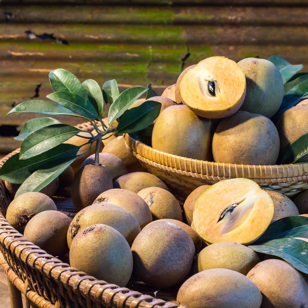 Sapodilla Fruit Tree Live, Sweet Tropical Sapodilla Tree 2–3 Ft Tall in 3 Gallon Pot, Ready to Grow Outdoors, No Ship to CA