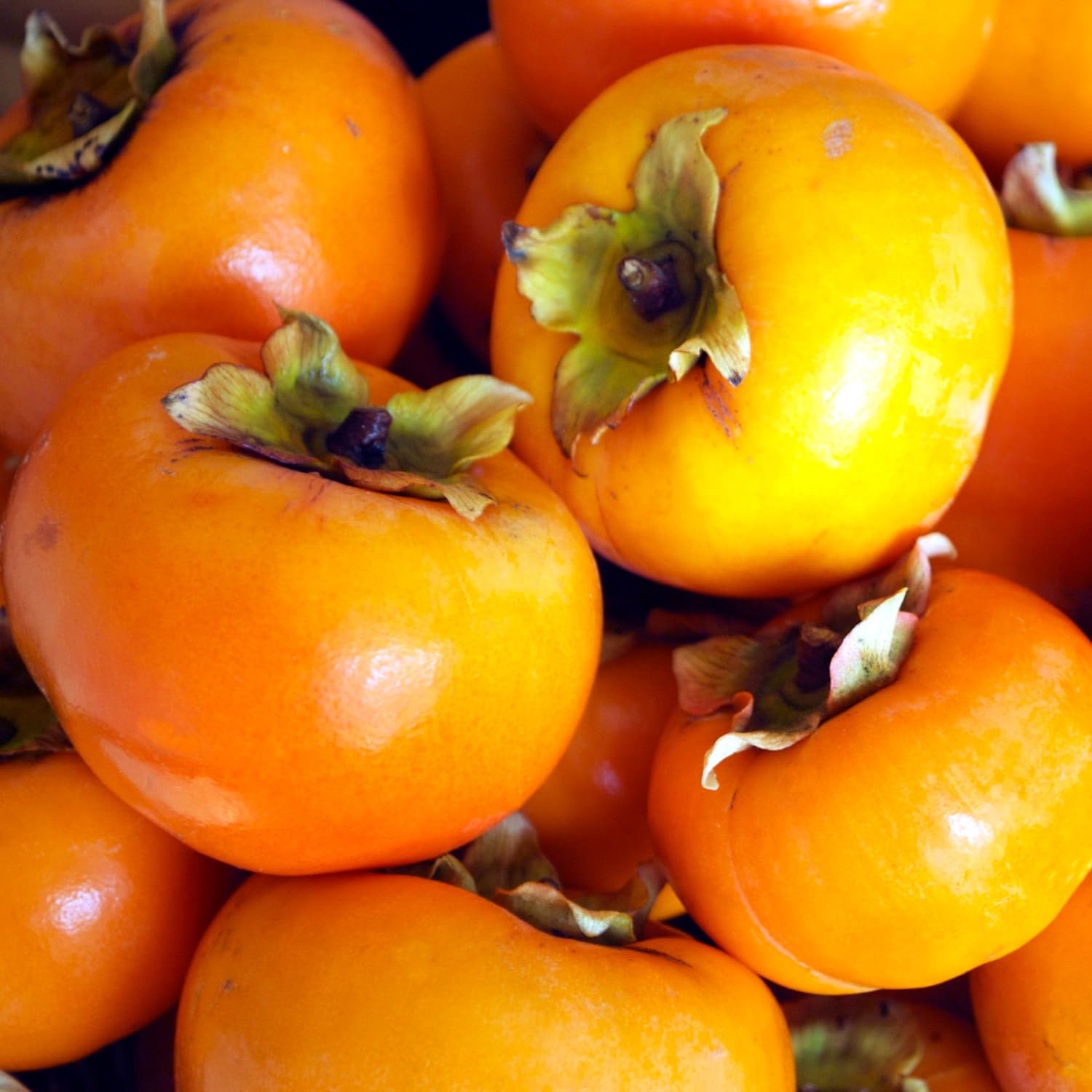 Sweet Persimmon Tree Live Plant, Bare Roots, Dormant, 1 Year Old Seedlings 8-12" in Tall, No Leaf, No Pot, Cold Hardy, Spring Bud-Break
