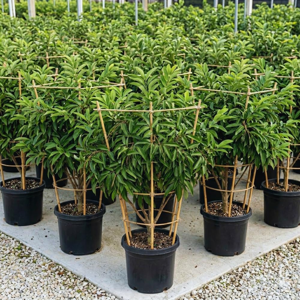 Red Sugar Apple Tree Live Plant, Sugar Apple Fruit Plant, 3 Gallon Pot, No Ship to CA, 2 to 3 Feet Tall
