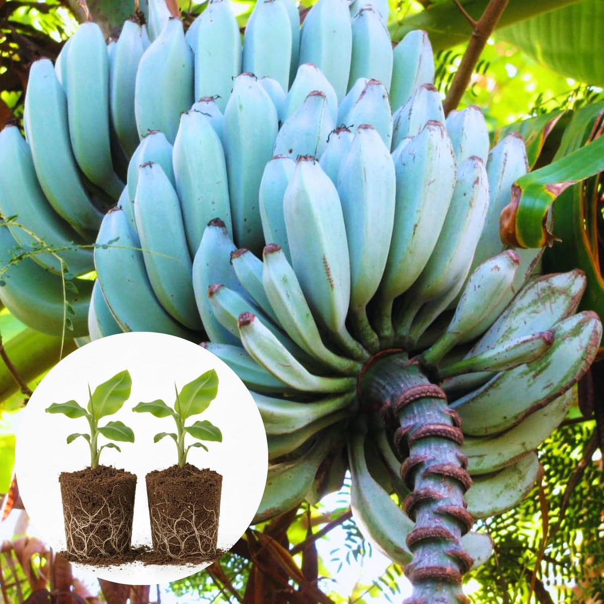 2 Ice Cream Banana Plants Live, Banana Fruit Tree Starter, Indoor Outdoor Planting, 4-6 Inches Tall