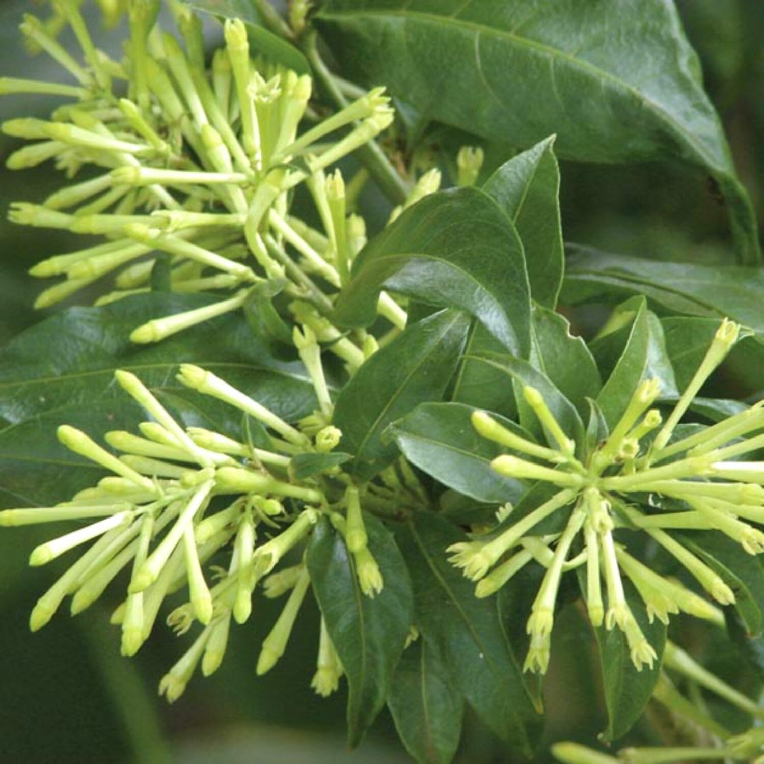 Jasmine Plants Live, Set 3 of Night Blooming Jasmine Live Plants, Cestrum Nocturnum Plant Live 5 Inches to 7 Inches Long
