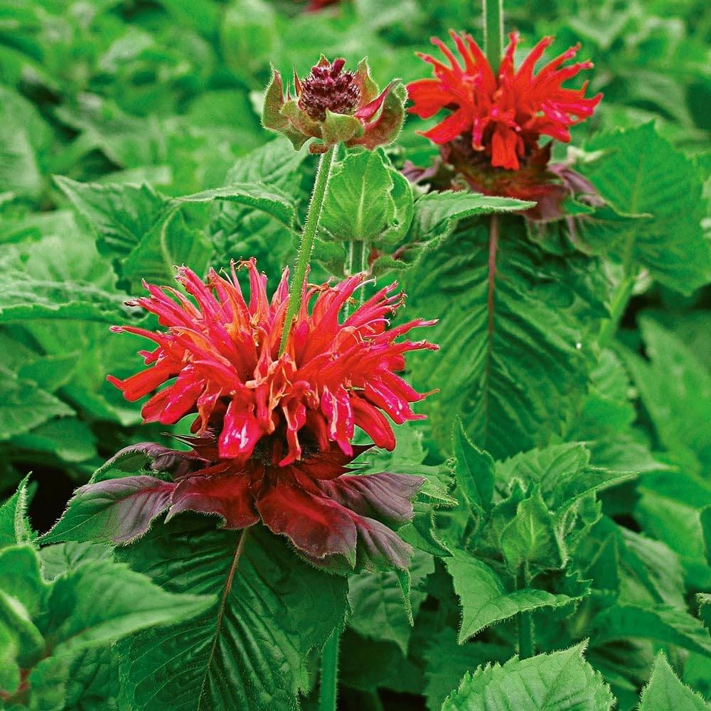 Set 3 Red Bee Balm Plants Live, Perennial Flower Garden Plugs 2-5" Tall, Bee Balm Well Rooted