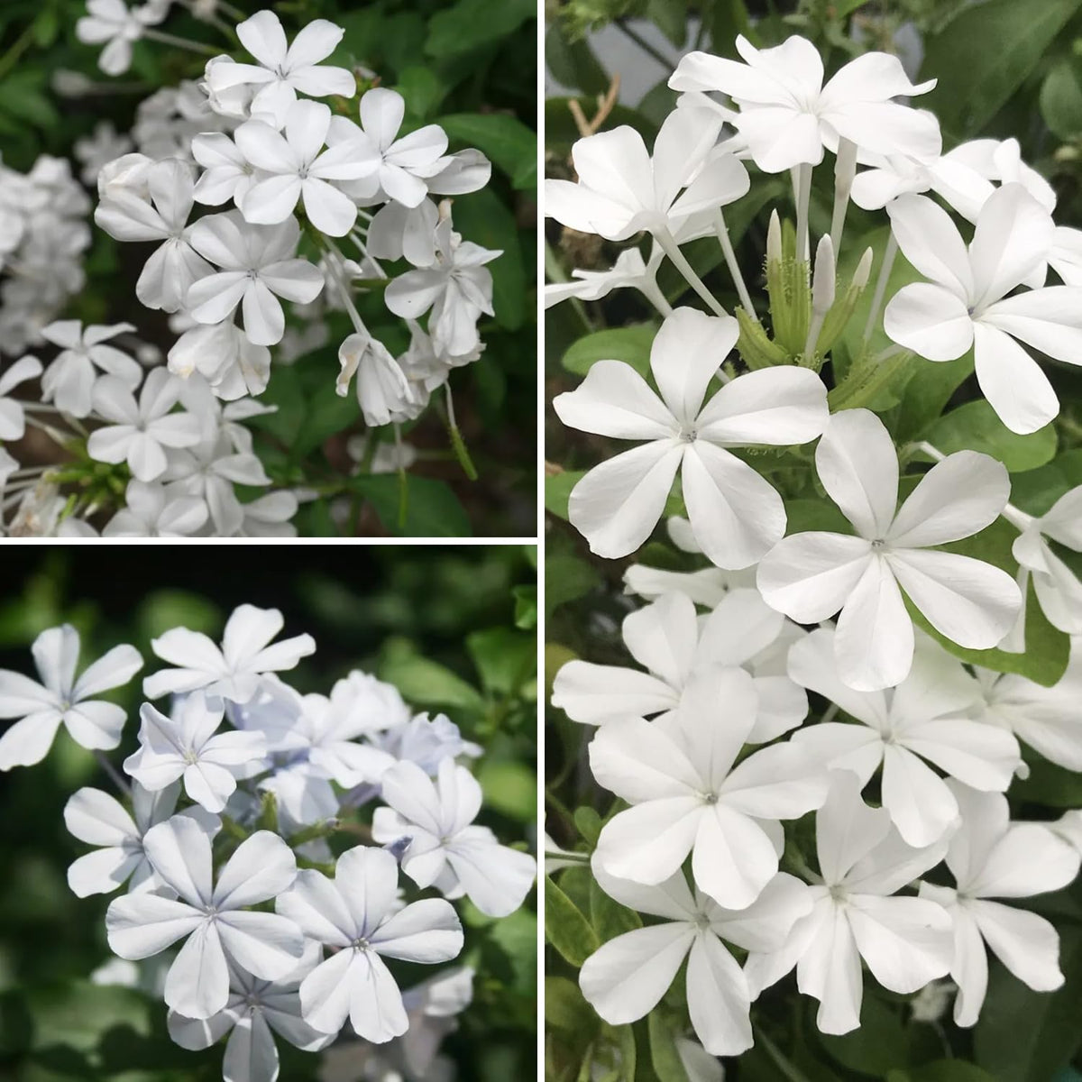 2 White Plumbago Live Plants, 4-8'' Tall White Plumbago Plant Vine Shrub for Planting, Vibrant Flowering Starter Plant for Garden or Containers, Well Rooted to Grow