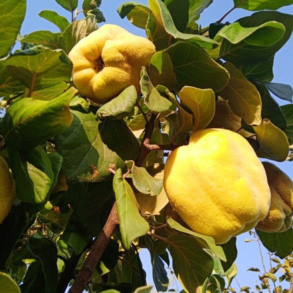 Live Quince Tree Plant 2-3 Ft Tall, Hardy Deciduous Fruit Tree, Edible Yellow Quince Fruit Tree for Outdoor Garden Landscape