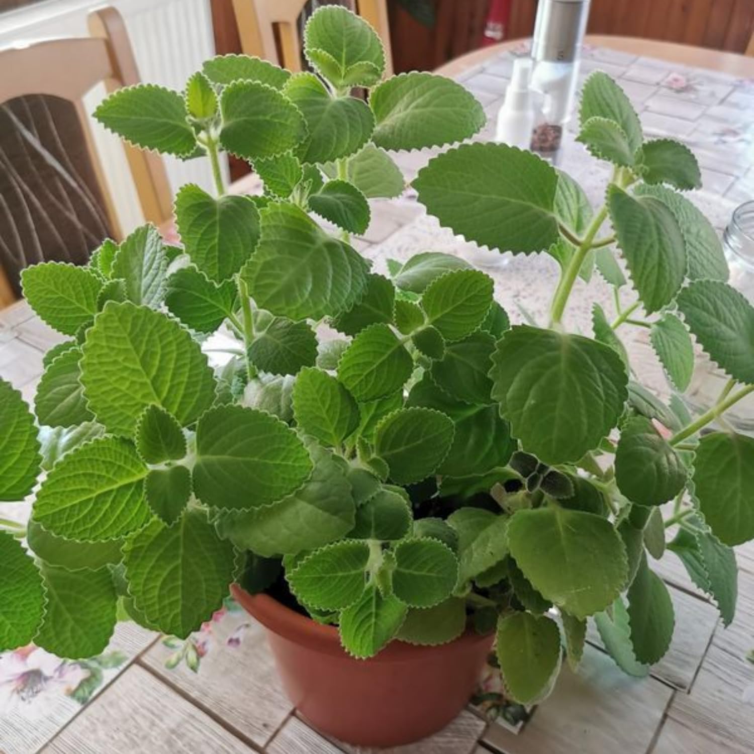2 Cuban Oregano Plants Live 4-6'' Tall, Fragrant Herb Ready to Grow, Garden or Containers Planting
