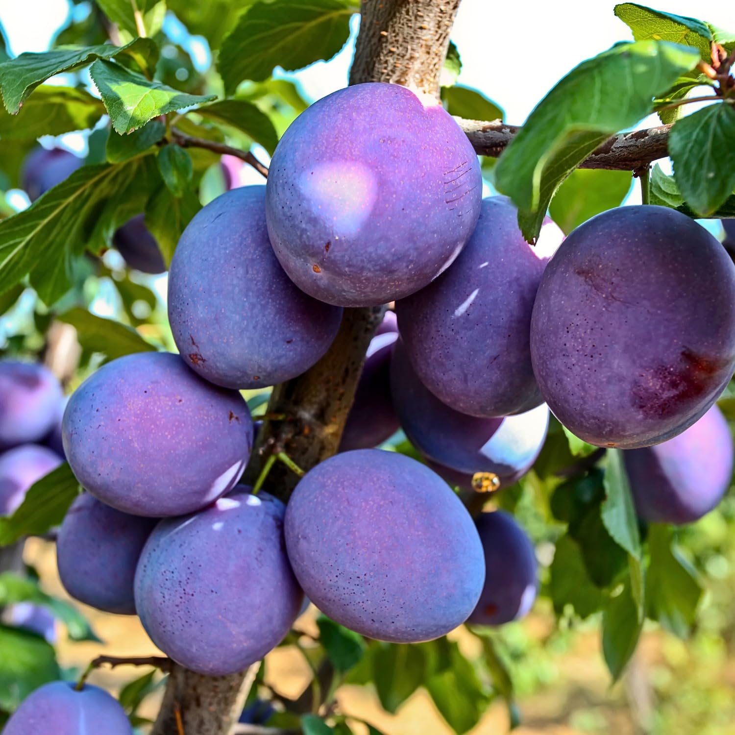 Dark Purple Plum Tree 3-4 Ft Tall, 2 Years Old Sweet Plum Fruits, Cold Hardy, Bareroot, Ready for Growing Outdoors