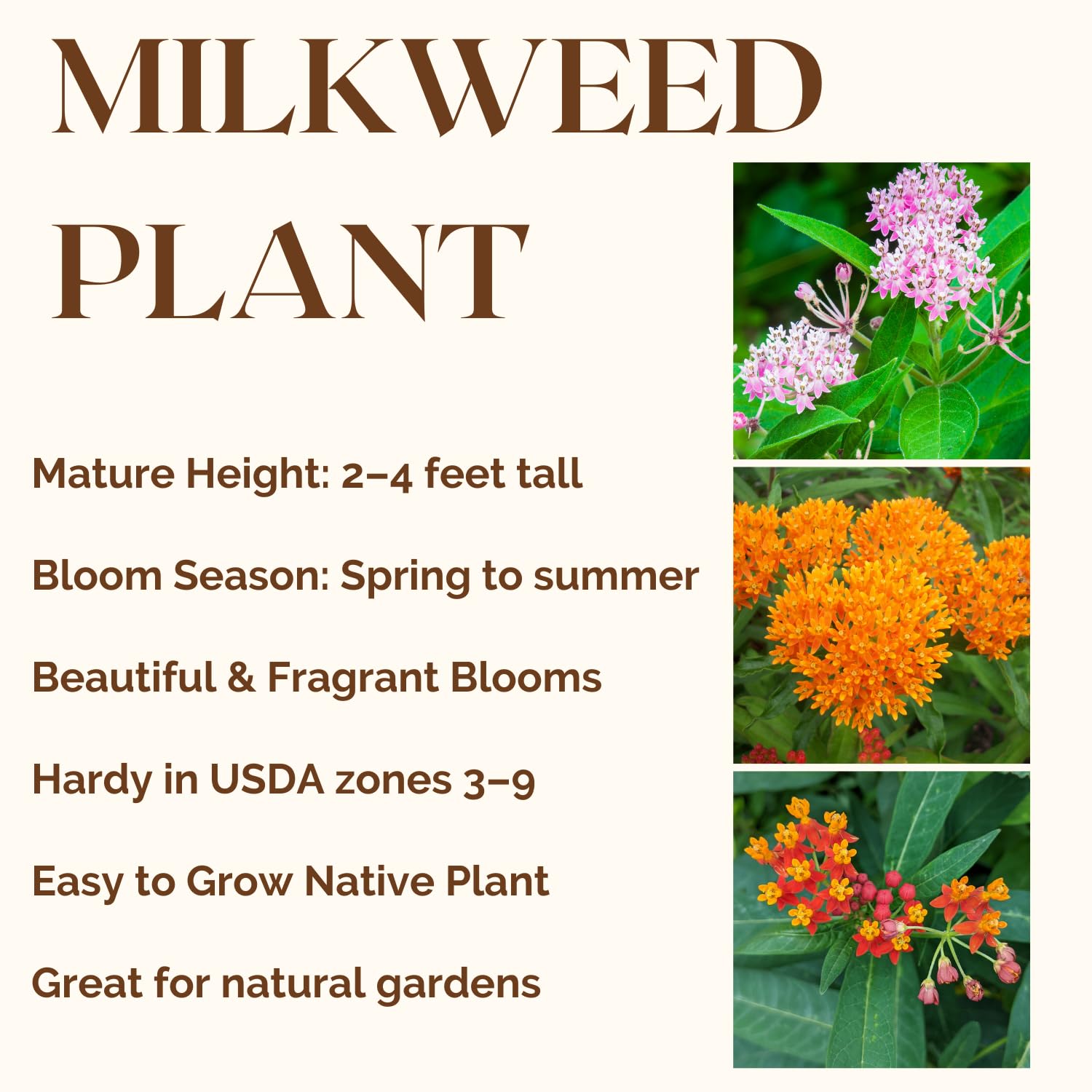 Set 2 Mix Milkweed Plants Live, 5-8" Tall Perennial Butterfly Milkweed Plants, Well Rooted, Asclepias Tuberosa Live Plant