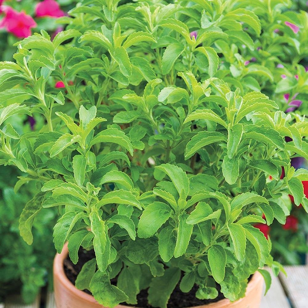 Set of 2 Stevia Plants Live 4–6'' Tall, Fragrant Herb Plant for Containers or Garden Growing, Well Rooted Herbs