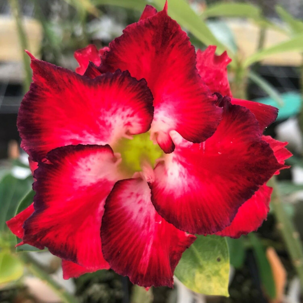 Pack 2 Adenium Desert Rose Plants Live, Red Desert Rose Seedlings 4-7” Tall, Succulent Flowering Bush Live