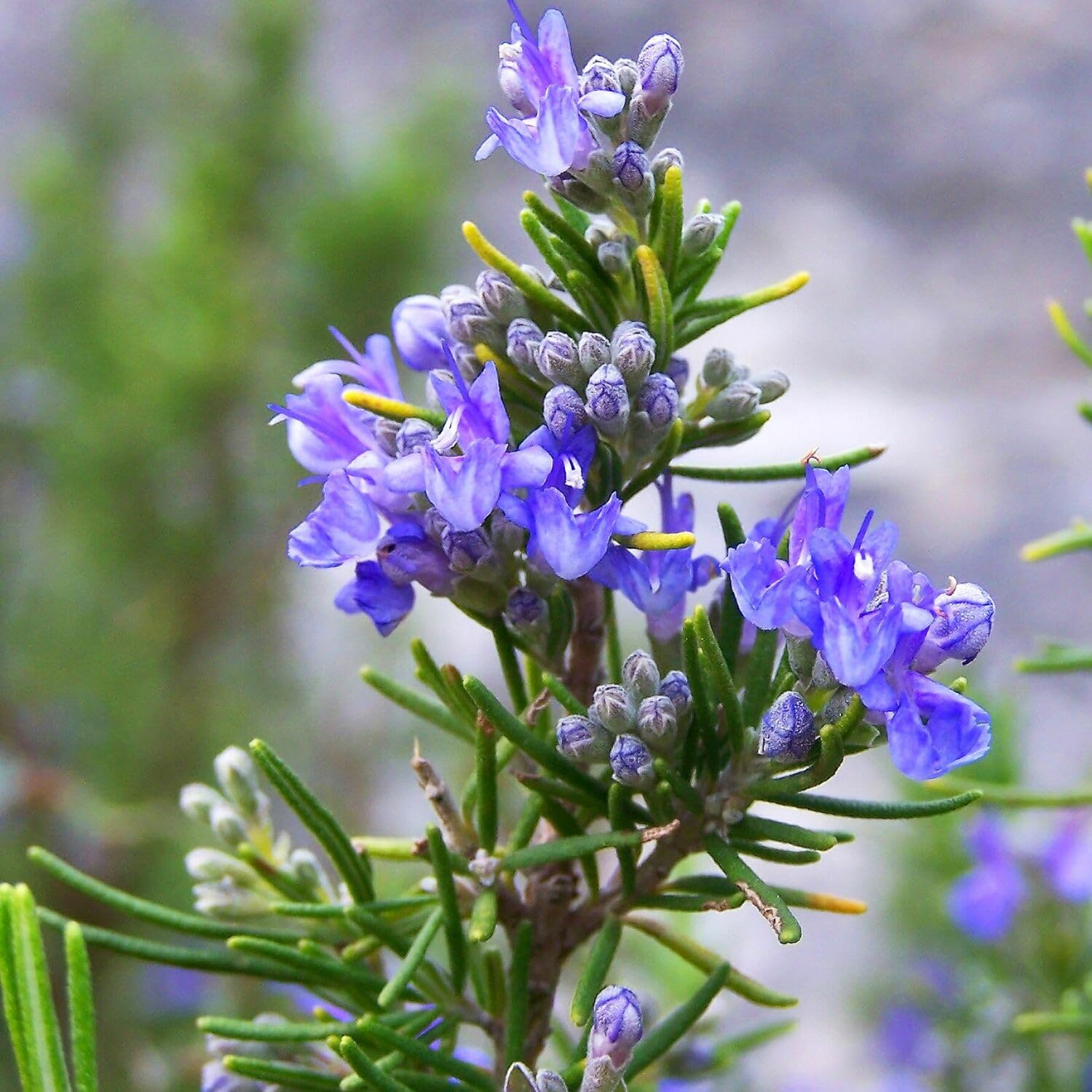 3 Rosemary Plants Live, 3 to 5 Inches Tall, Live Rosemary Herb Plants for Gardening Indoor Outdoor