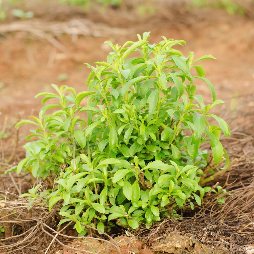 Set 2 Stevia Plants Live, Stevia Herb Live Plant No Pot, 4 to 6Inches Long, Easy to Plant Garden