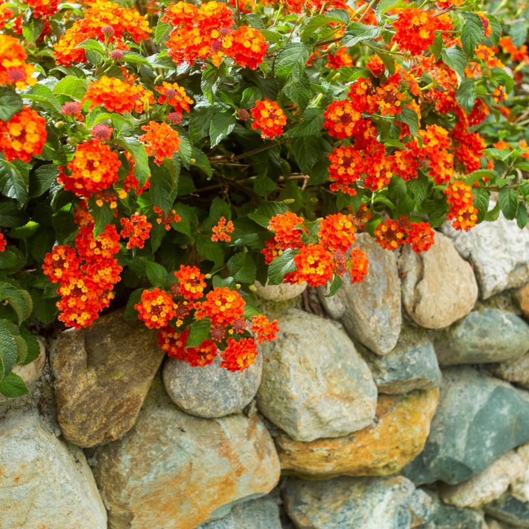 Set 4 Assorted Lantana Plants Live, Lantana Live Plants for Planting, 4 to 6 Inc Tall, Trailing Hanging Basket Plant