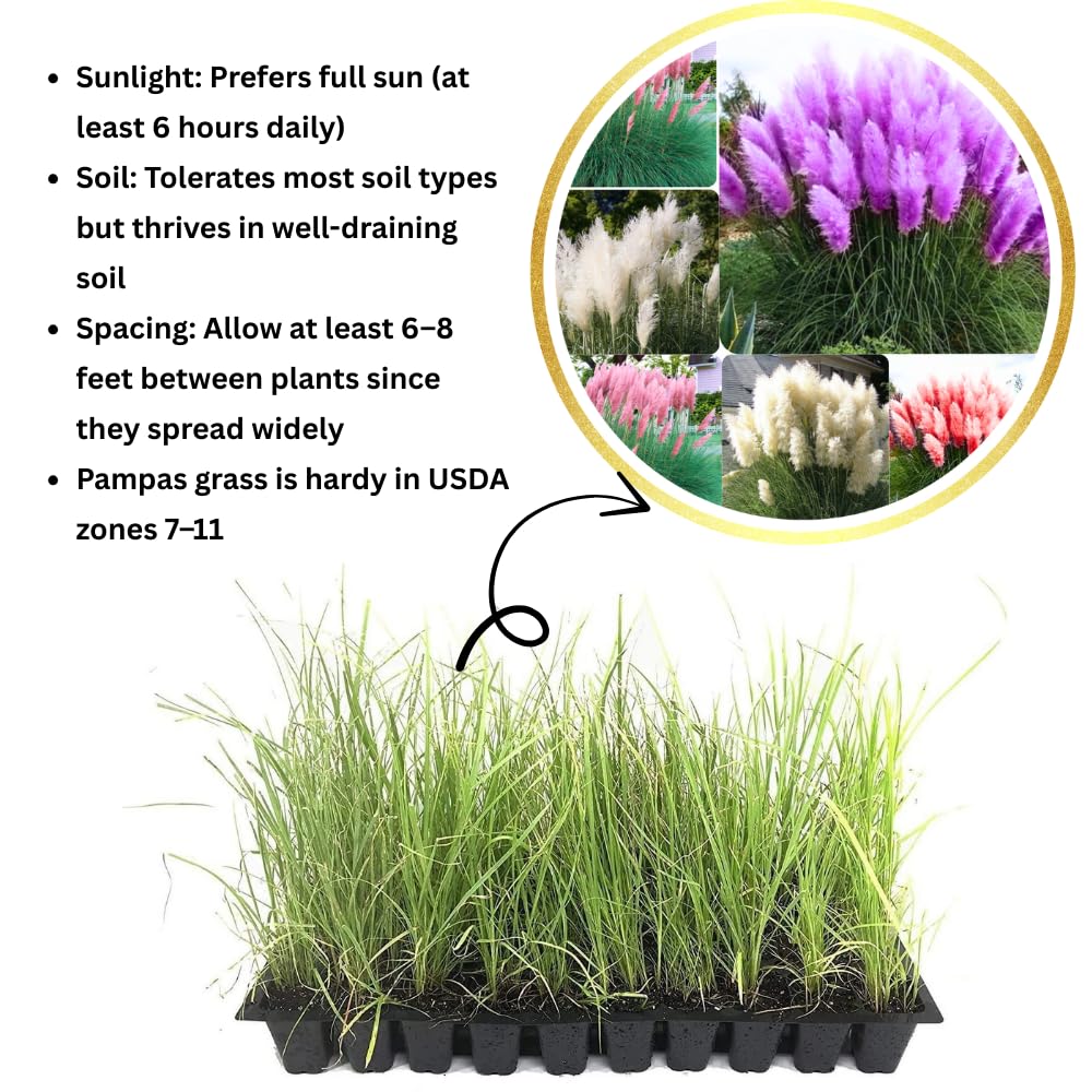 2 Pampas Grass Plants Live, Tall Ornamental Perennial Grass for Landscaping, 5-9 Inch Height Well Rooted (Mix Pampas Grass)
