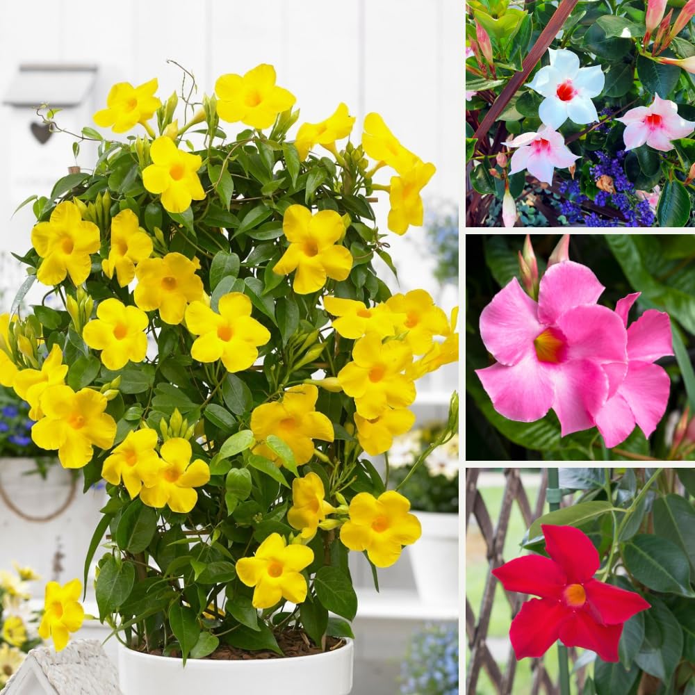 Set of 2 Mandevilla Plants, Mandevilla Vine Seedlings, Spring Flowering Vines, 4-7 Inches Tall for Indoor or Outdoor Planting (Mix Random Mandevilla)