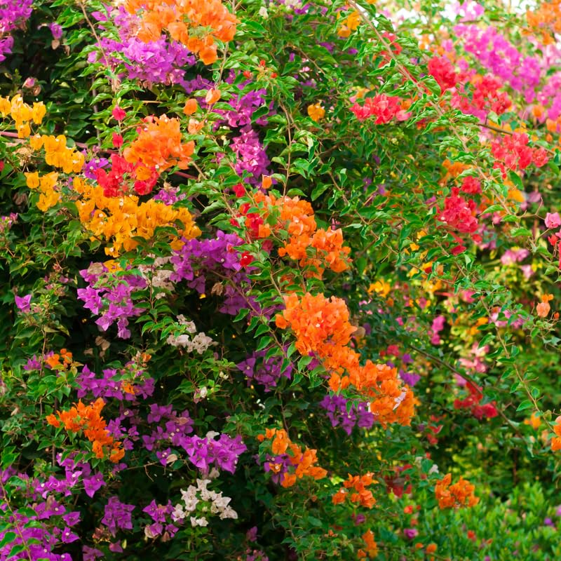 Set 2 Mix Bougainvillea Plants, 5-8" Tropical Bougainvillea Plant Starter, Colorful Perennial Blooms, Live Well Rooted Plant
