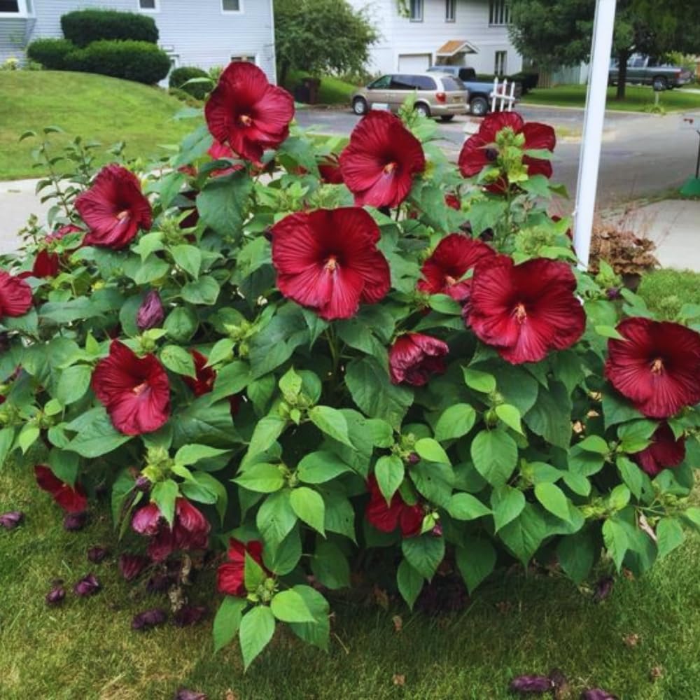 2 Hardy Hibiscus Plants Live, Red Hibiscus Flowers Plant, 4 to 6 Inches Tall, Hibiscus Tree Live Plant for Gardening Indoor Outdoor