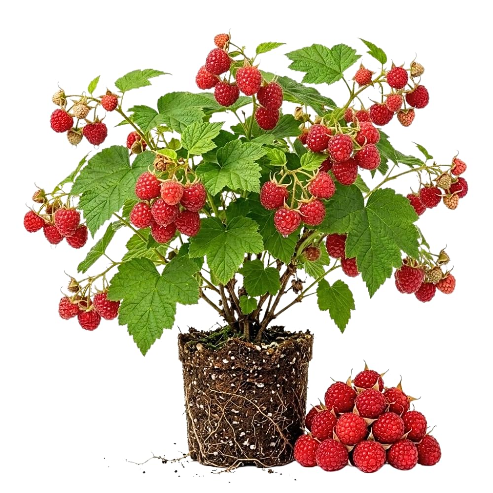 Red Thimbleberry Live Plant, Sweet Edible Berry Plant, 4-8 Inch Tall