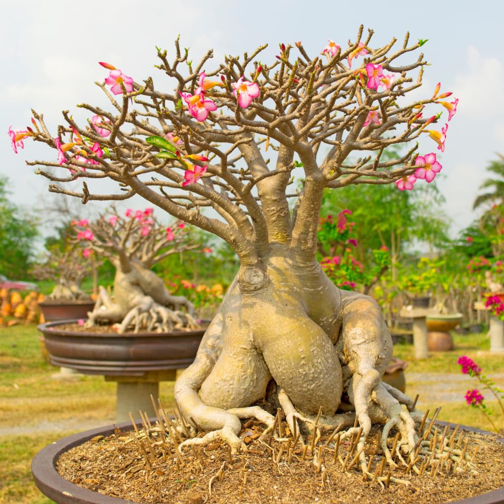 2 Desert Rose Plants Live, Pink Adenium Obesum Desert Rose Flower Plants for Planting Indoor Outdoor Garden, 5 to 9 Inches Tall
