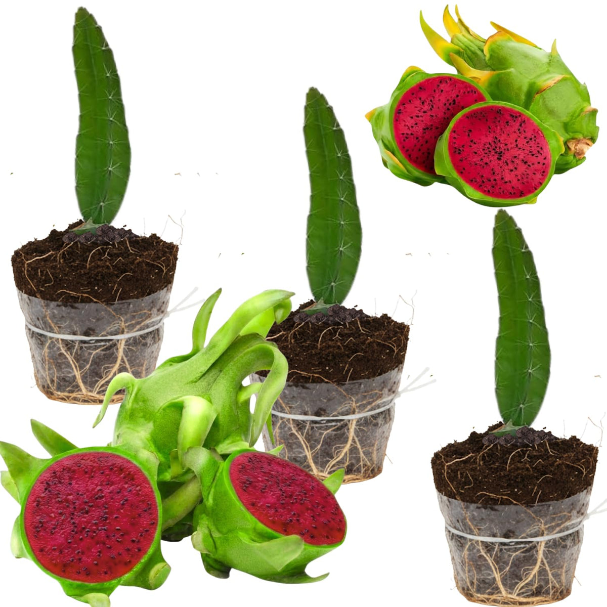 Set of 3 Dragon Fruit Plants Live, 4-7 Inches Tall, Tropical Dragonfruit Cactus Tree for Outdoor Spring Growing (Baby)