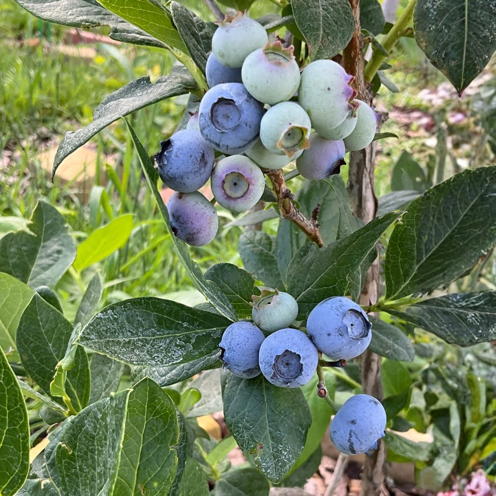 Blueberry Live Plant, 1 Gallon Pot 1-2 Ft Tall Mid Season Blueberry Bush, Hardy Berry Fruit Plant for Outdoor Garden and Fruit Growing, No Ship to CA