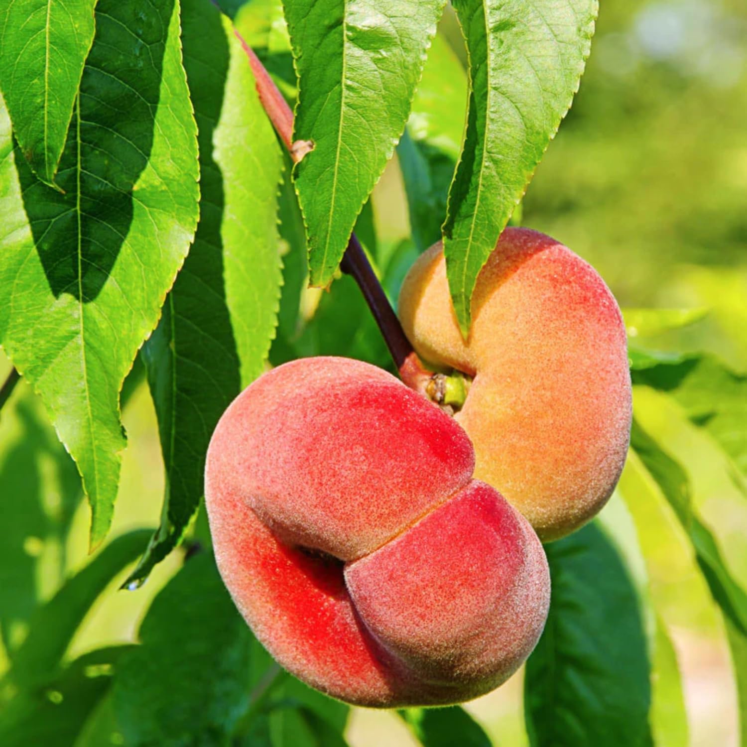 3 Feet Donut Peach Tree Live Plant in 3 Gal Pot, 3 Feet Tall, Well-Rooted Peach Fruit Tree for Home Garden and Orchard, No Shipping to CA