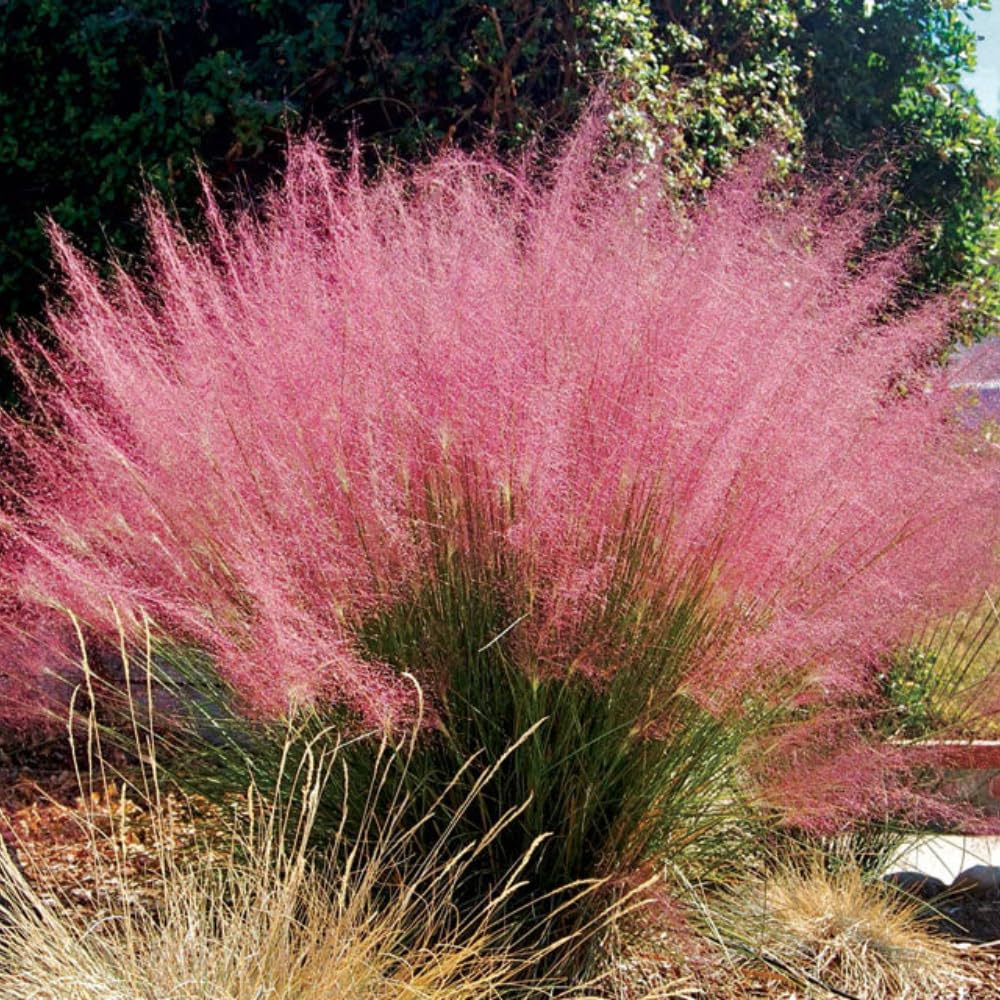 2 Mix Muhly Grass Plants Live, Tall Ornamental Perennial Grass for Landscaping, 5-9 Inch Height Well Rooted