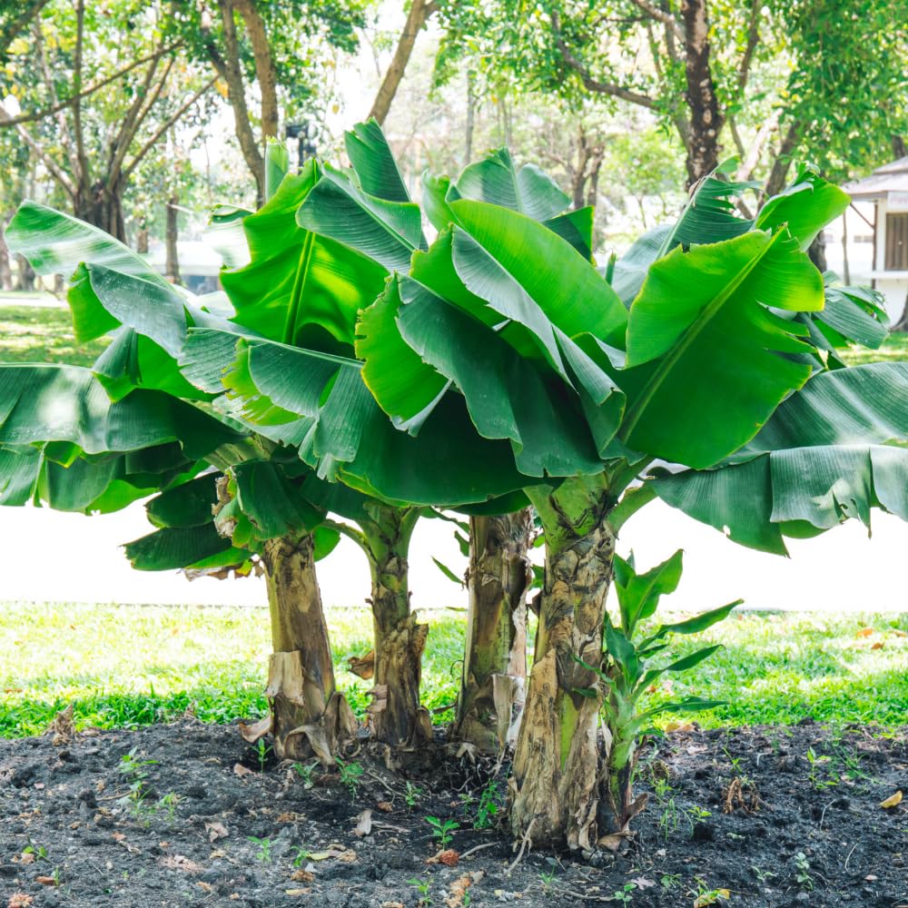 Banana Tree Live Plant, Banana Fruit Plant Well Rooted, 5 to 7 Inch Tall