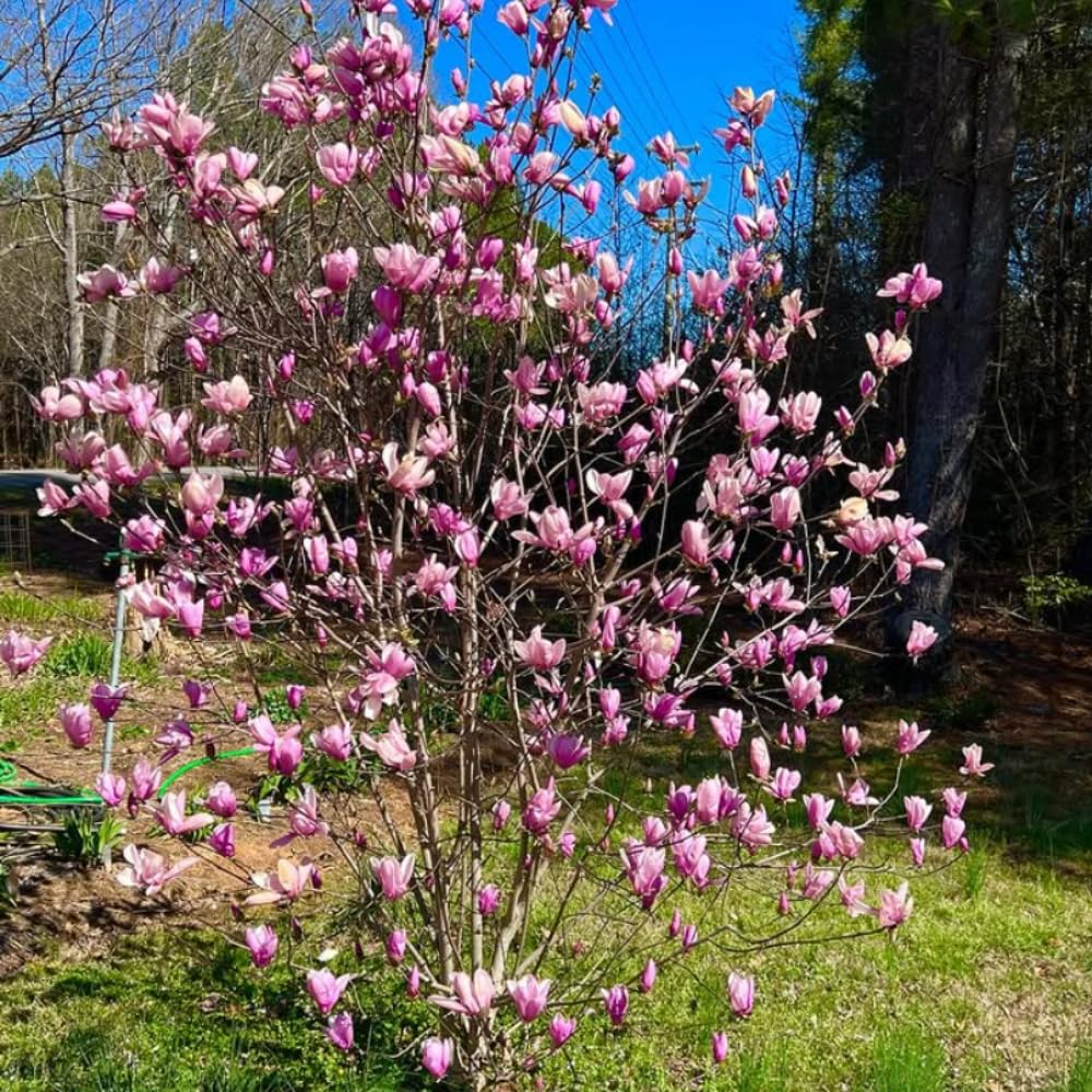 1 Year Old Saucer Magnolia Tree in 2.5" Pot, Fragrant Pink White Flowers, Dormant in Winter, 6-12 Inch Magnolia Trees Live Plants, No Leaf