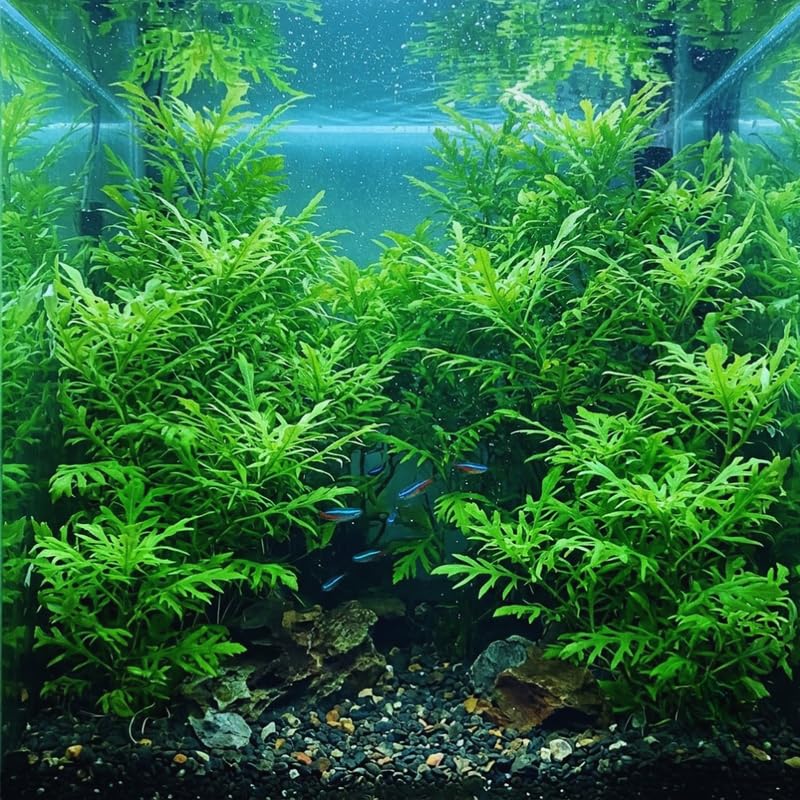 Green Water Wisteria Aquatic Plants Live Bundle, 4-6 Inc