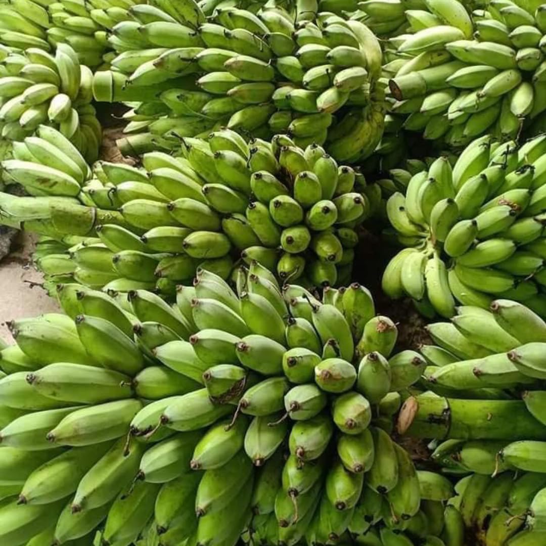 Yellow Banana Tree High Yield, Banana Live Plant Tropical Fruit, Easy to Plant Outdoor Banana Plants, 5-7 Inc Tall, Well-Rooted, No Pot, Winter Hardy