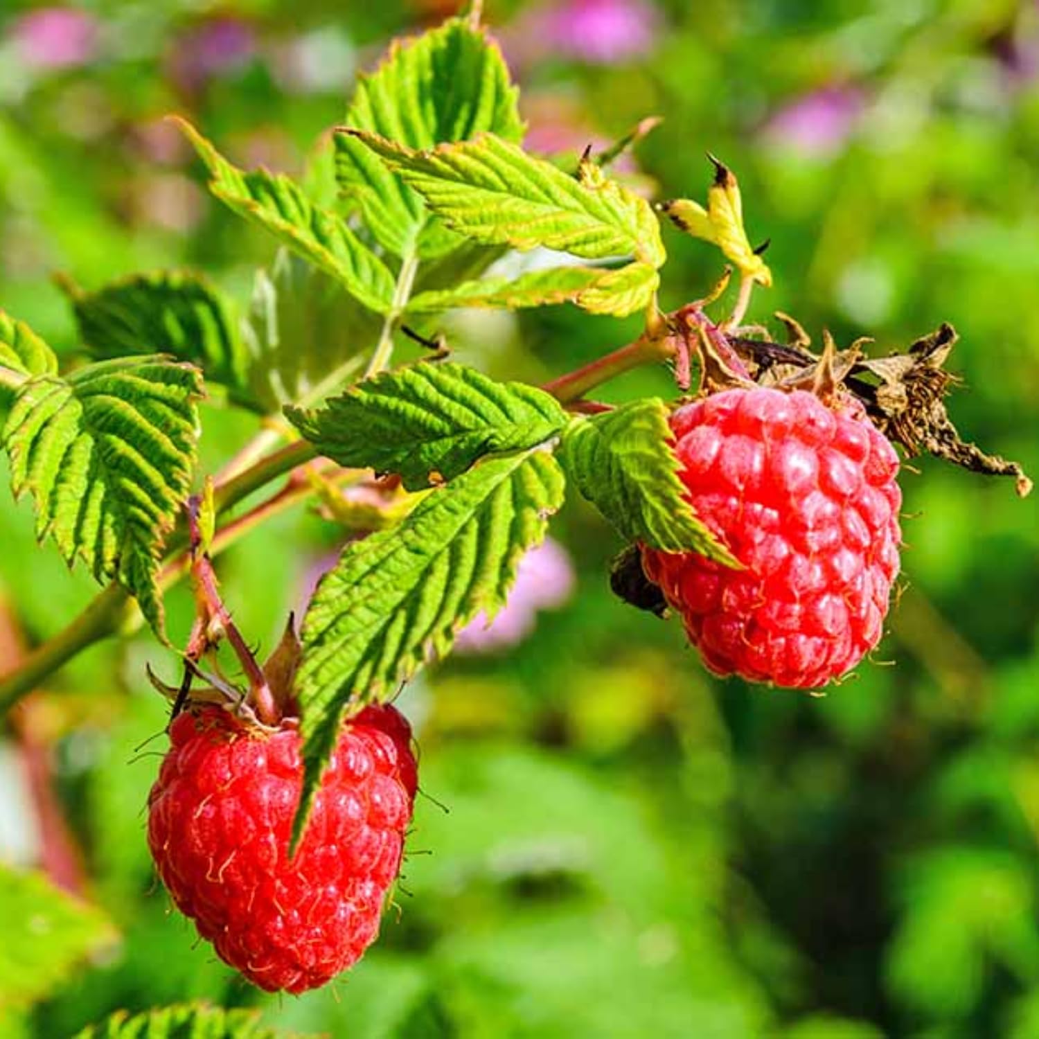 Set 2 Red Raspberry Plants Live, Raspberry Trees Live Plants, Raspberry Seedlings, 5-9 Inc, Raspberry Fruits Trees