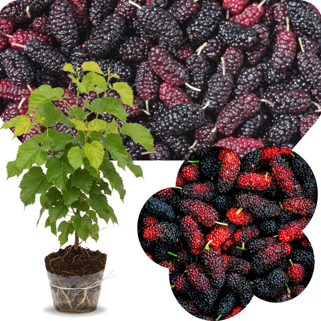 Sweet Illinois Mulberry Tree Live Plant, Hardy Well Rooted 4-8'' Tall, Mulberry Fruit Tree for Indoor Outdoor Spring Planting Mulberries