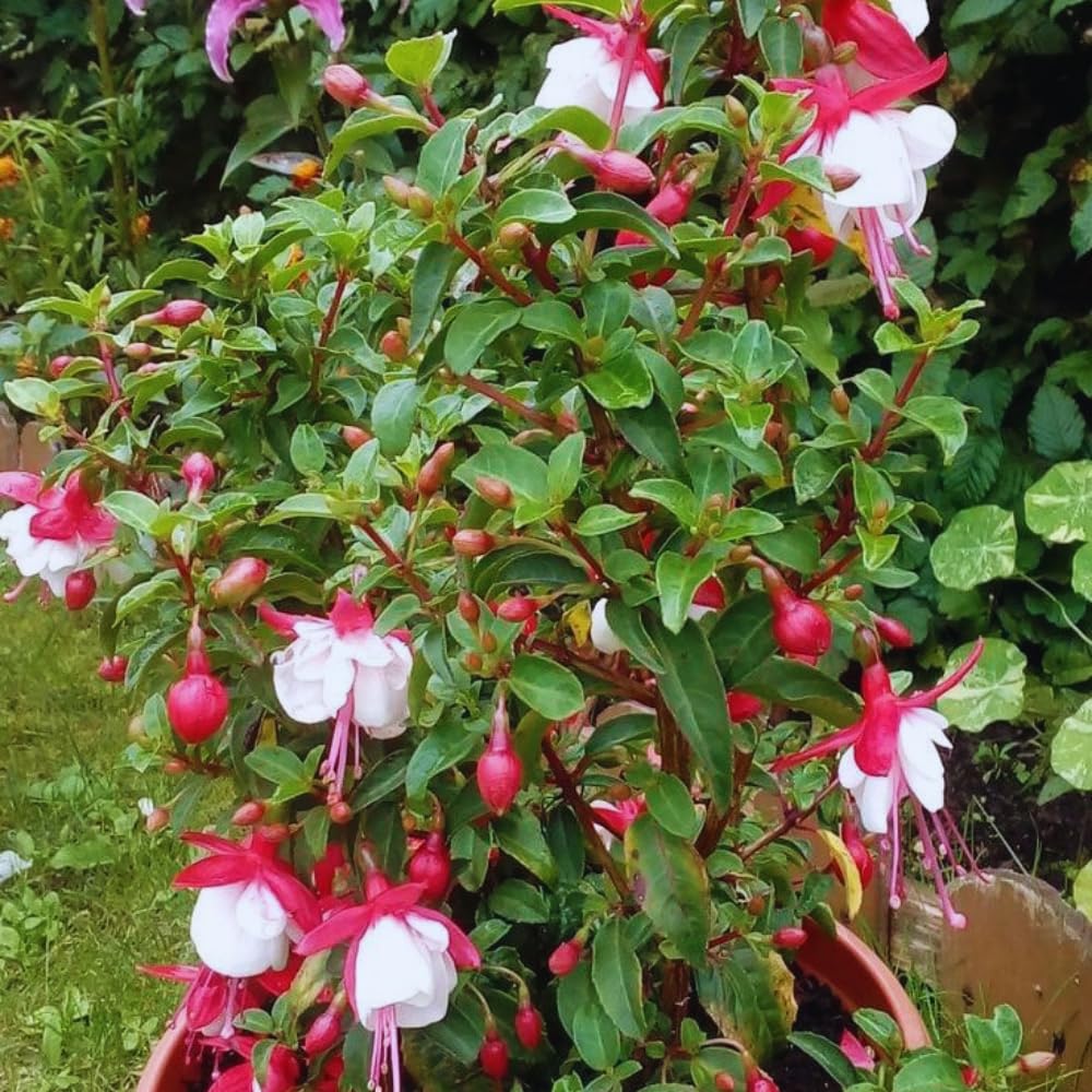 3 White Red Fuchsia Live Plants, Fuchsia Plants Live, 4 and 8 Inc Tall, Gardening and Outdoor Patio