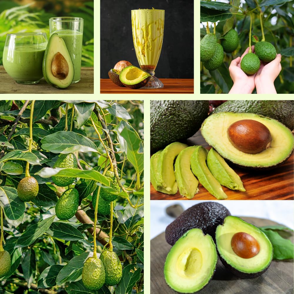 HASS Avocado Plant Live, Avocado Fruit Tree Plant, Cold Hardy, 1 to 2 Feet in Height 3 Gallon Pot for Indoor Outdoor Gardening