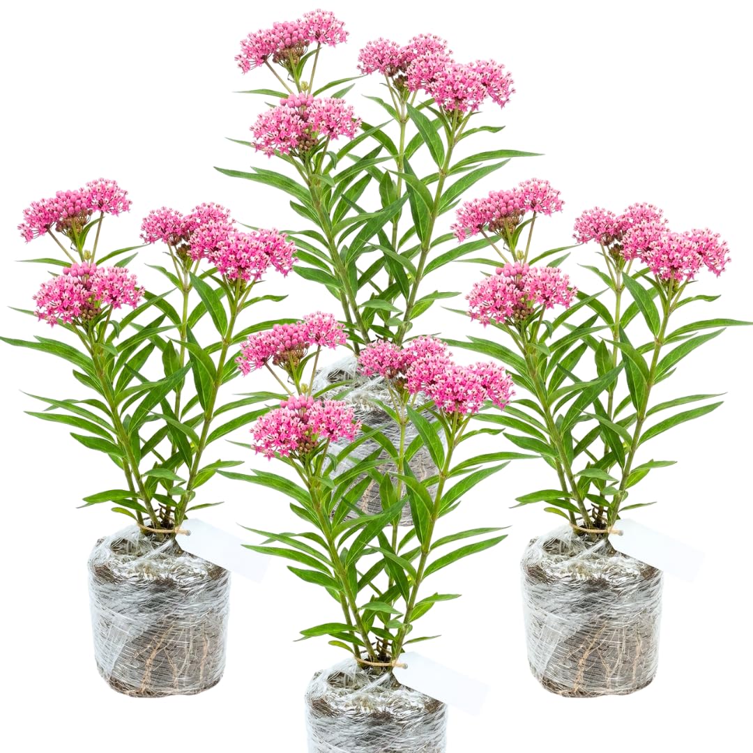 Pack 4 Butterfly Milkweed Plants Live, Milkweed Live Plants, 5-8" Height Asclepias Tuberosa Perennial Flowers Home Garden (Pink Milkweed)